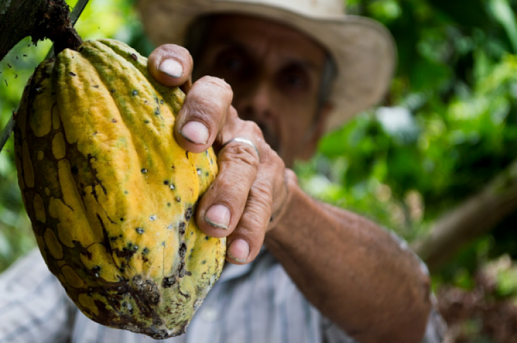 een miljard Lijkenhuis nood Superfood Cacao